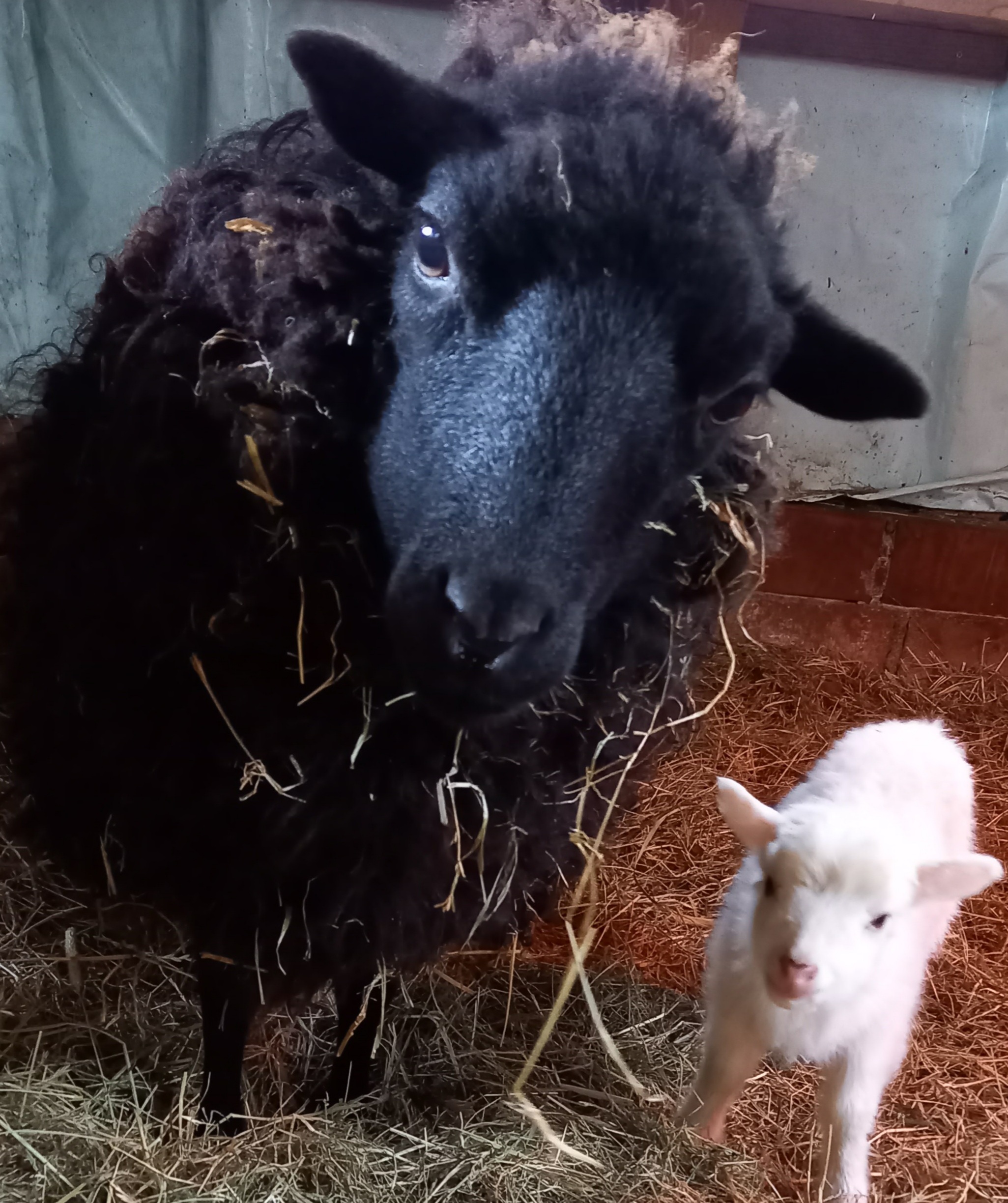 Und Mutter mit Lamm