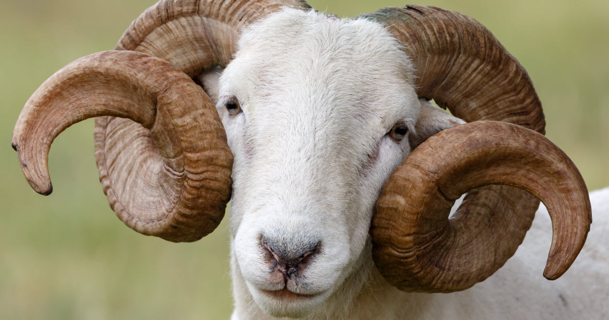wiltshire-horn-sheep.jpg