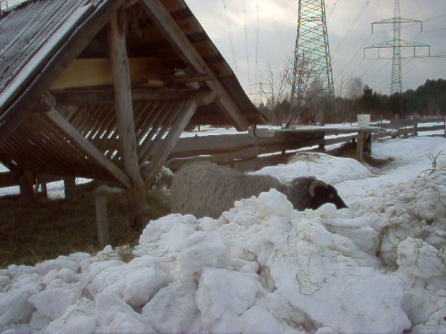 Schafe im Winter 020.jpg